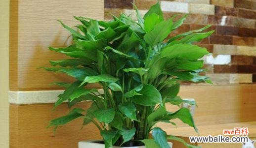 解读花叶万年青的吉祥象征与室内摆放技巧 花叶万年青的风水寓意与摆放位置