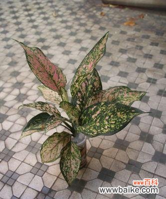 解读花叶万年青的吉祥象征与室内摆放技巧 花叶万年青的风水寓意与摆放位置