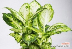 解读花叶万年青的吉祥象征与室内摆放技巧 花叶万年青的风水寓意与摆放位置