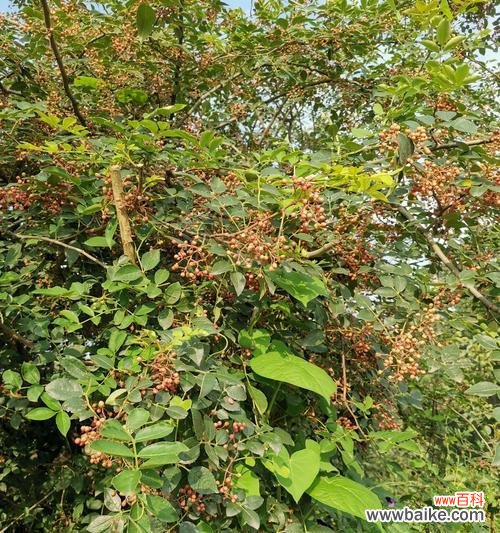 花椒树的意义与传统风水观念的融合 花椒树的风水作用与寓意