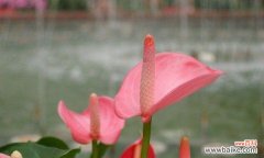 花烛的神秘力量与搭配技巧 花烛的风水寓意与摆放位置解析