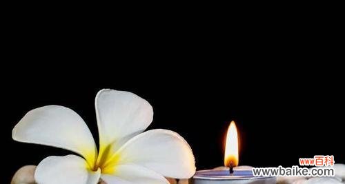 以花烛为媒介 花烛花语的寓意与象征