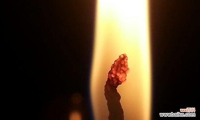 以花烛为媒介 花烛花语的寓意与象征