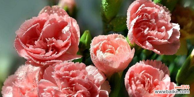 黄菊花的象征意义及传达的情感 以黄菊花代表的花语