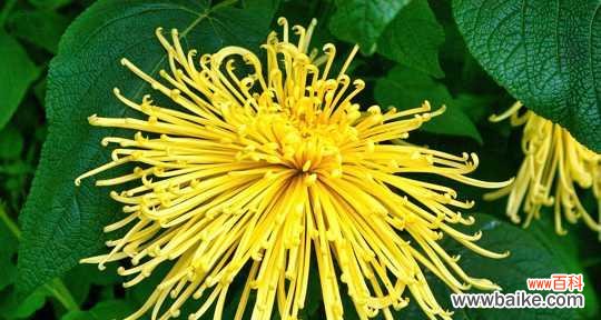 黄菊花的象征意义及传达的情感 以黄菊花代表的花语