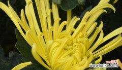 黄菊花的象征意义及传达的情感 以黄菊花代表的花语