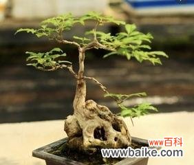 以黄荆树的风水作用为主题的探讨 黄荆盆景的风水寓意