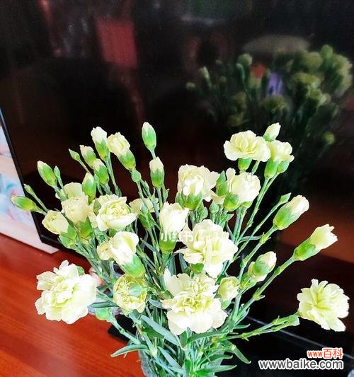 探索黄康乃馨花语的含义与传承 黄康乃馨的花语