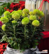 揭示黄菊花的文化内涵和象征意义 黄菊花的象征意义