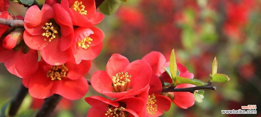 以郁金香为例 《探索占有欲的花语》