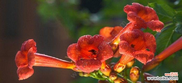 以郁金香为例 《探索占有欲的花语》