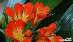 故人难忘 红玫瑰的花语