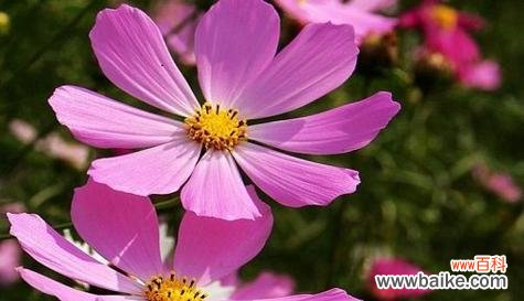 百合花的花语与拯救的契合 以百合花的花语谈拯救