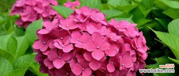 表达挚爱的玫瑰花语及意义解读 以玫瑰花的花语为主题的文章