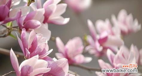 花开富贵 以菊花为主题的花语