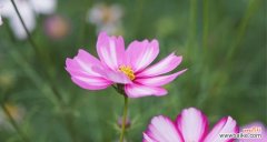 以莲花的花语为主题的文章 《重生的希望》