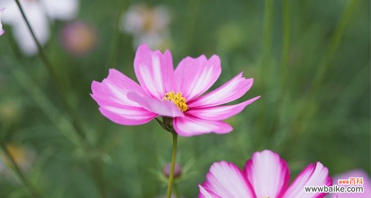 以莲花的花语为主题的文章 《重生的希望》