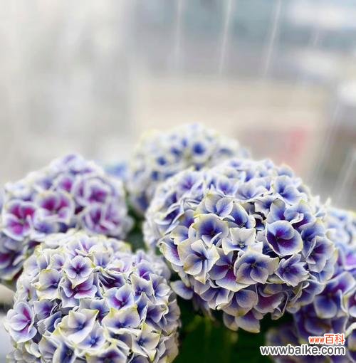 康乃馨 重逢的花语