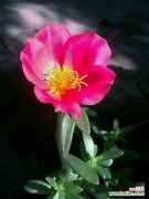 传递忠诚与坚定 忠诚之花