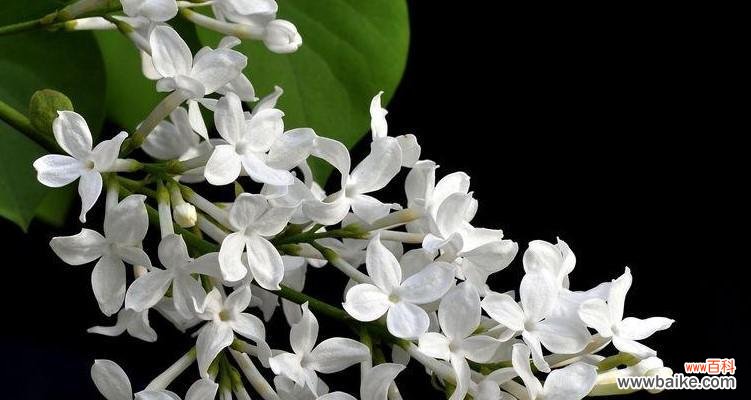 探寻自我尊重与自爱之道 自爱自尊的力量——以蔷薇花语为主题的探索