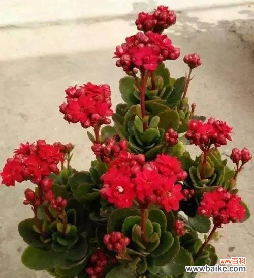 康乃馨 花语祝福——以康乃馨为主题的花语