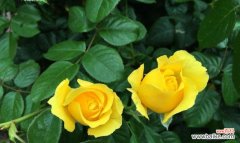 探寻黄玫瑰花的内涵及其情感表达 黄玫瑰花的象征意义