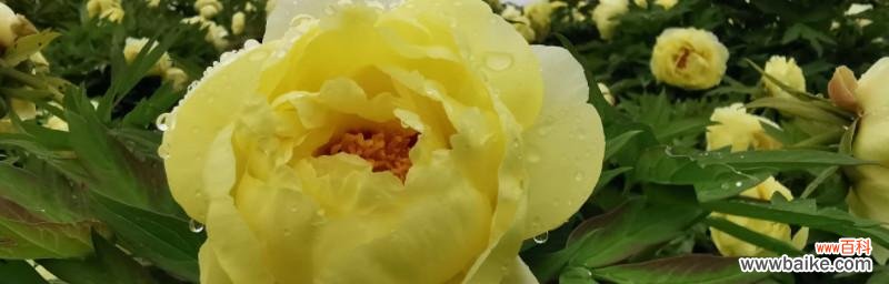 探寻黄牡丹花的深层意义与文化内涵 黄牡丹花的寓意与象征