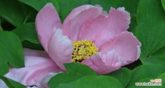 探寻黄牡丹花的深层意义与文化内涵 黄牡丹花的寓意与象征