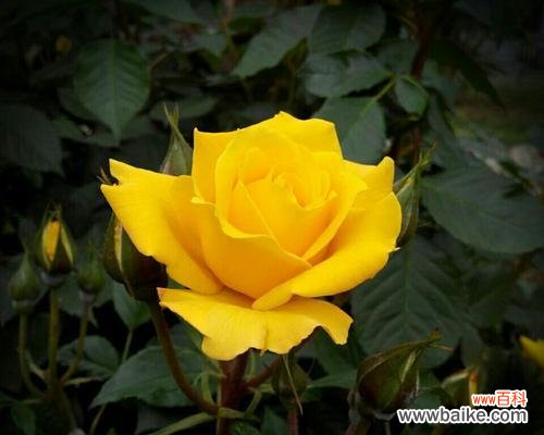 黄玫瑰花语传达的美好祝愿与情感 黄玫瑰的花语及代表意义