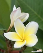 探寻黄色花在不同文化中的象征意义与传统使用 黄色花的象征意义及文化内涵