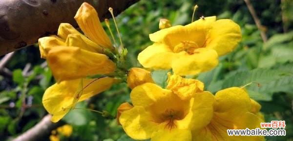 探寻黄色花在不同文化中的象征意义与传统使用 黄色花的象征意义及文化内涵