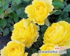 探寻黄色月季花的意义与象征 黄色月季花的意义与象征