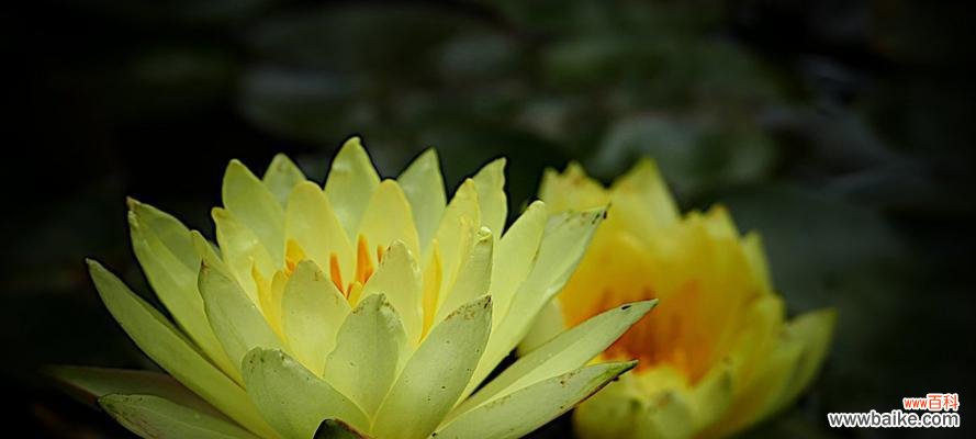 花语与寓意 黄色睡莲