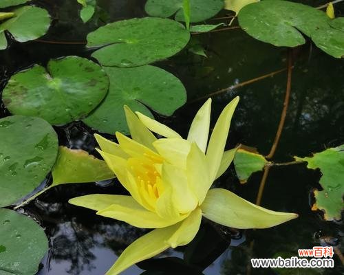 花语与寓意 黄色睡莲