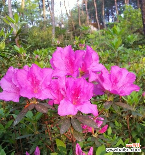 探秘黄山市花的美丽传说与文化内涵 黄山市花杜鹃花的象征与意义