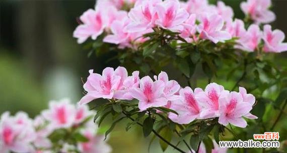 探秘黄山市花的美丽传说与文化内涵 黄山市花杜鹃花的象征与意义