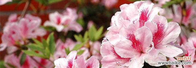 探秘黄山市花的美丽传说与文化内涵 黄山市花杜鹃花的象征与意义