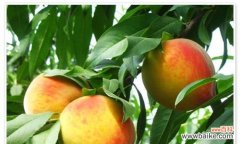 一种美好生活的象征 黄桃的象征意义与寓意