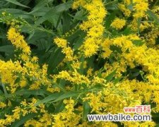 探寻黄莺花的美丽与含义 黄莺的花语与寓意