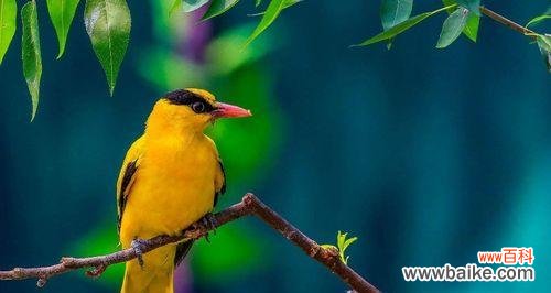 探寻黄莺花的美丽与含义 黄莺的花语与寓意