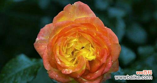 揭开黄月季花的花语之谜 黄月季花语的象征与寓意