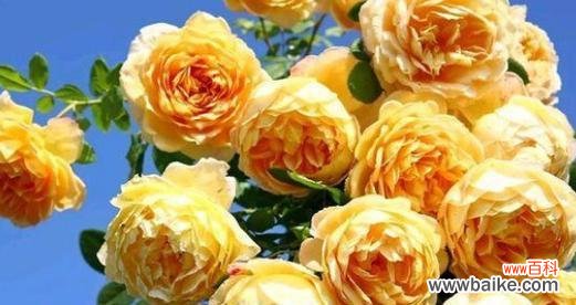 探秘黄月季花的文化内涵与象征意义 黄月季花的象征意义与寓意