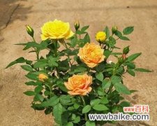 探秘黄月季花的文化内涵与象征意义 黄月季花的象征意义与寓意