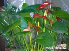 解读火鹤花的风水寓意及正确摆放位置 火鹤花