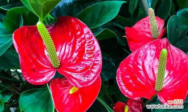 解读火鹤花的风水寓意及正确摆放位置 火鹤花