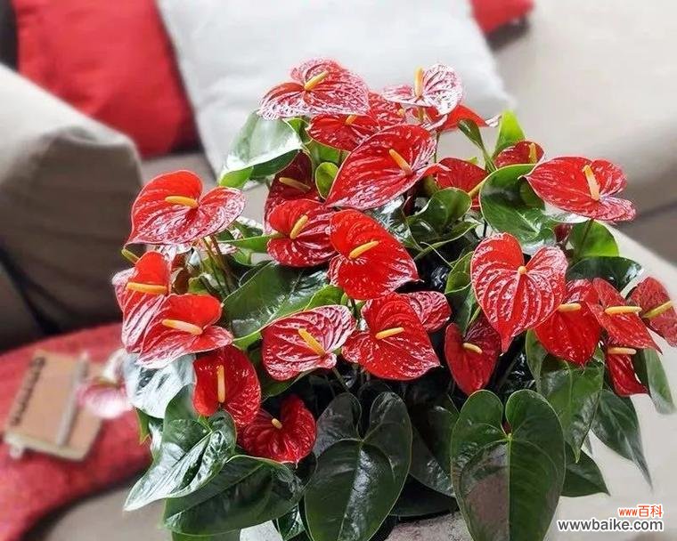 解读火鹤花的风水寓意及正确摆放位置 火鹤花