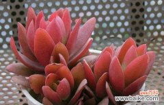 探索火祭的神秘力量 火祭之花语与寓意