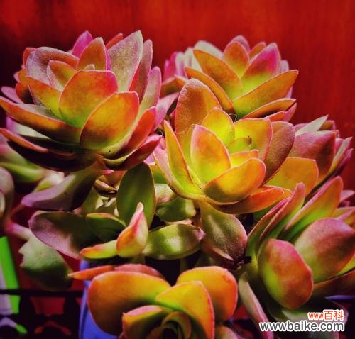 探索火祭的神秘力量 火祭之花语与寓意