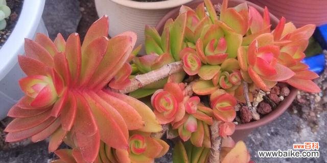 探索火祭的神秘力量 火祭之花语与寓意