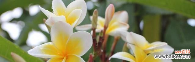 揭秘鸡蛋花的花语和象征意义 鸡蛋花的花语和寓意